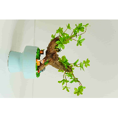 球根插花盆景