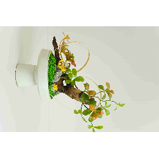 悠闲插花盆景