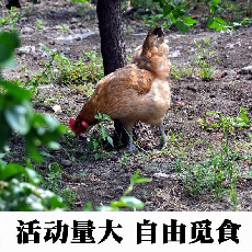 农村散养正宗山林土鸡 母鸡3斤