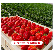 孟郎长丰红颜富硒草莓